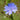 Chicory Seeds