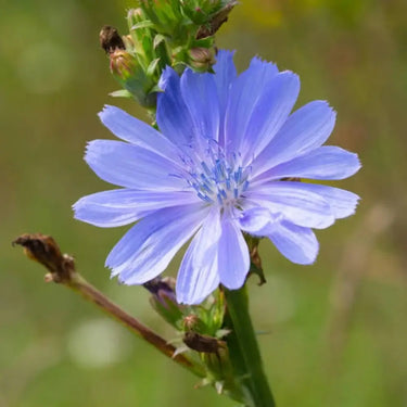 Chicory Seeds