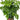 China Doll, Radermachera Seed