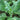 Chinese broccoli plant with a young flowering stem