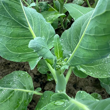 Chinese broccoli plant with a young flowering stem