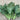 Harvested Chinese broccoli stems and leaves