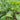 Chinese broccoli plants growing in a garden bed