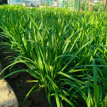 Chinese Chives Seeds
