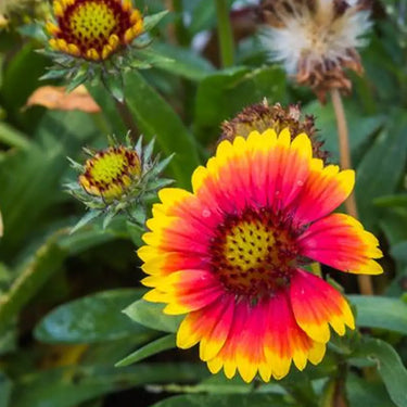 Chrysanthemum Seeds-Arizona Sun'