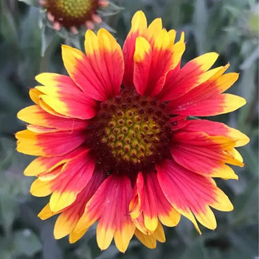 Chrysanthemum Seeds-Arizona Sun'