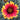 Chrysanthemum Seeds-Arizona Sun'