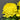 Chrysanthemum Seeds-Bumblebee