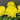 Chrysanthemum Seeds-Bumblebee