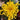 Chrysanthemen-Samen – Burr