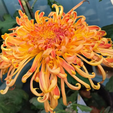 Chrysanthemum Seeds-Colorful Dragon