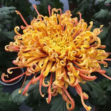 Chrysanthemum Seeds-Colorful Dragon