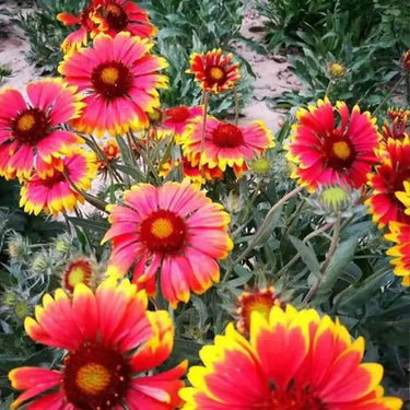 Chrysanthemum Seeds-Dazzler