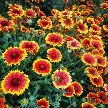 Chrysanthemum Seeds-Dazzler