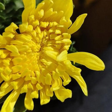 Chrysanthemum Seeds-Dragon Claw