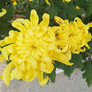 Chrysanthemum Seeds-Dragon Claw