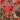 Chrysanthemum Seeds-Drunken Concubine