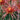 Chrysanthemum Seeds-Drunken Concubine