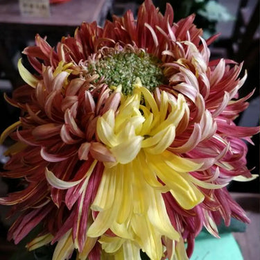 Chrysanthemum Seeds-Erqiao