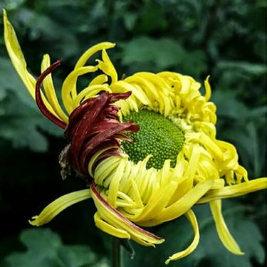 Chrysanthemum Seeds-Fire-refined Peony