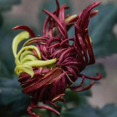 Chrysanthemum Seeds-Fire-refined Peony