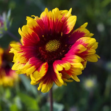 Chrysanthemum Seeds-Gaillardia pulchella 'Sundance