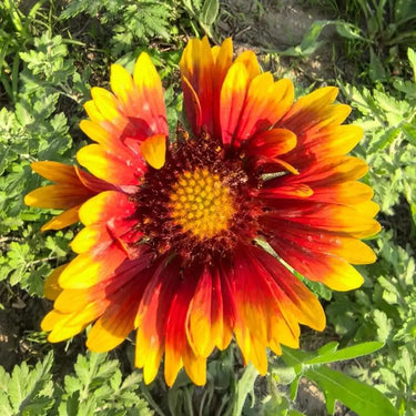 Chrysanthemum Seeds-Gaillardia pulchella 'Sundance