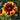 Chrysanthemum Seeds-Gaillardia pulchella 'Sundance