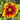 Chrysanthemum Seeds-Gaillardia pulchella 'Sundance