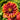 Chrysanthemum Seeds-Gaillardia pulchella 'Sundance