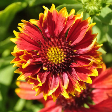 Chrysanthemen-Samen – Gaillardia pulchella ‚Sundance