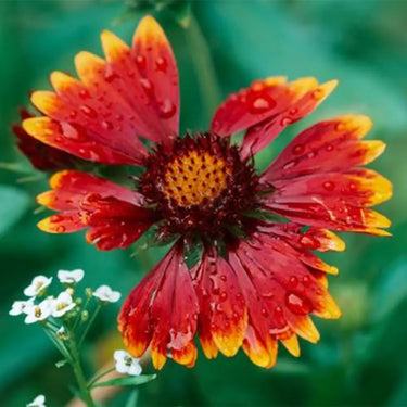 Chrysanthemum Seeds-Gaillardia pulchella f. flaviflora