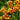 Chrysanthemum Seeds-Gaillardia pulchella var. drummondii