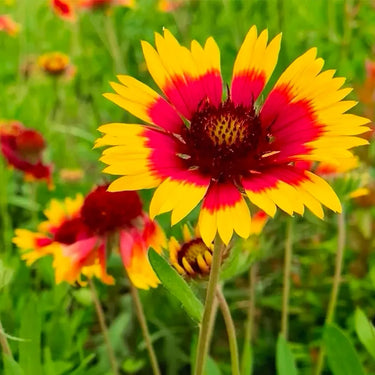Chrysanthemum Seeds-Gaillardia pulchella var. drummondii