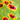 Chrysanthemum Seeds-Gaillardia pulchella var. drummondii