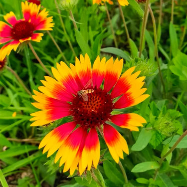 Chrysanthemum Seeds-Gaillardia pulchella var. drummondii