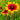 Chrysanthemum Seeds-Gaillardia pulchella var. drummondii