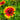Chrysanthemum Seeds-Gaillardia pulchella var. drummondii