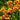 Chrysanthemum Seeds-Gaillardia pulchella var. drummondii