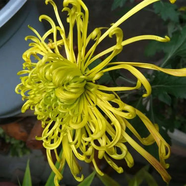 Chrysanthemum Seeds-Green Morning Cloud