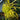 Chrysanthemen-Samen – Green Morning Cloud