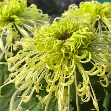 Chrysanthemum Seeds-Green Peony