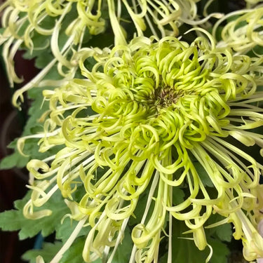 Chrysanthemum Seeds-Green Peony