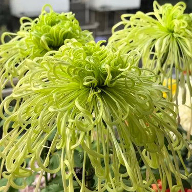 Chrysanthemum Seeds-Green Peony