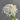 Chrysanthemum Seeds-Jade Pot Spring