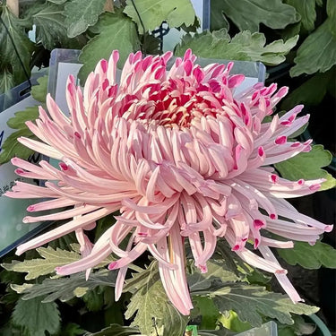 Chrysanthemum Seeds-Mandarin Duck