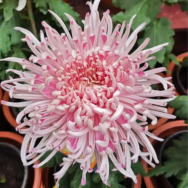 Chrysanthemum Seeds-Mandarin Duck