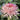 Chrysanthemum Seeds-Mandarin Duck