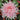 Chrysanthemum Seeds-Mandarin Duck