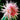 Chrysanthemum Seeds-Mandarin Duck